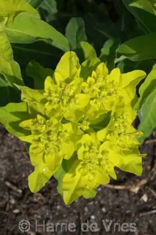 Euphorbia polychroma 'Major'