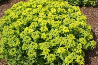 Euphorbia polychroma 'Major'