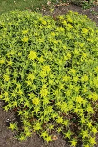 Euphorbia polychroma 'Midas'