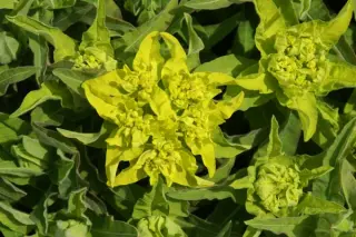 Euphorbia polychroma 'Midas'