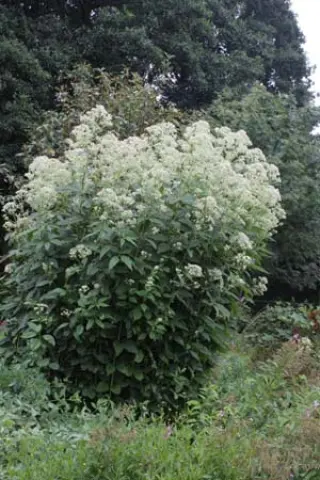 Eupatorium purpureum 'Bartered Bride'