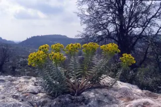 Euphorbia rigida (M)