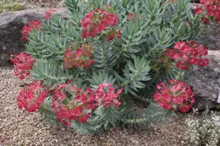 Euphorbia rigida (M)
