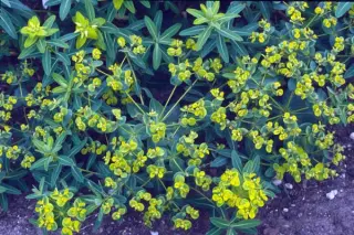 Euphorbia schillingii (H)