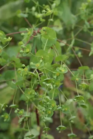 Euphorbia semiperfoliata