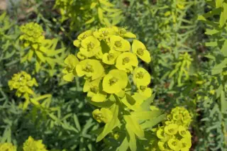 Euphorbia sequieriana niciciana