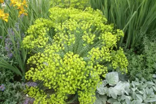 Euphorbia sequieriana niciciana