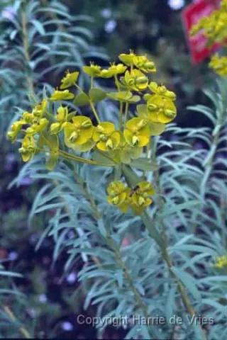 Euphorbia sequieriana