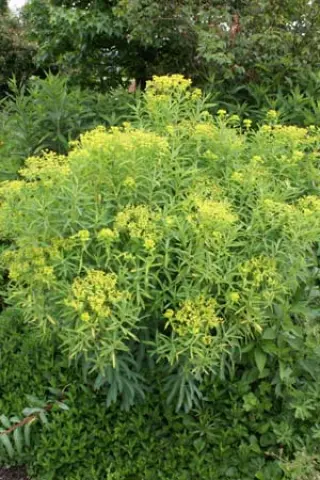 Euphorbia seravschanica