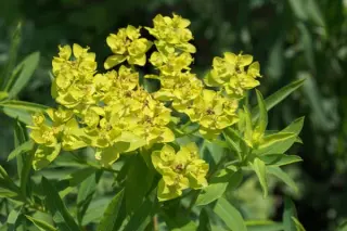 Euphorbia seravschanica