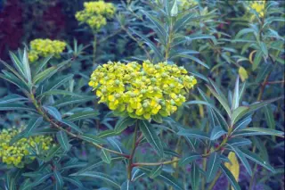 Euphorbia sikkimensis (H)