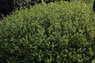 Euphorbia spinosa