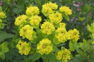 Euphorbia valdevillosocarpa