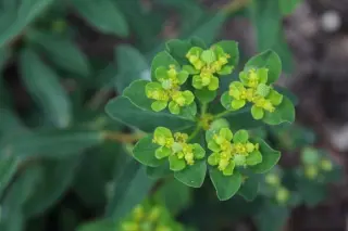 Euphorbia verrucosa (E)