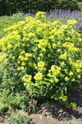 Euphorbia wallichii