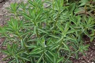 Euphorbia wallichii