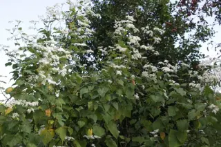 Fagopyrum dibotrys (F. acutatum)