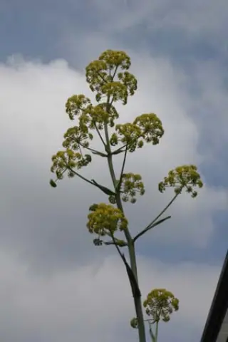 Ferula 'Cedric Morris'