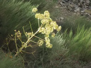 Ferula species (coll. Tadjikistan)