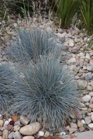 Festuca cinerea 'Azurit'