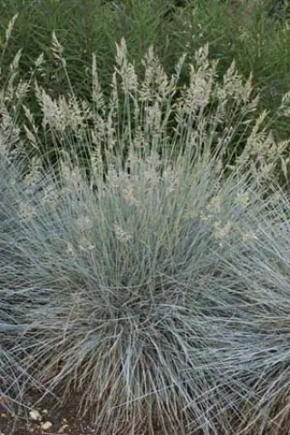 Festuca cinerea 'Elijah Blue'