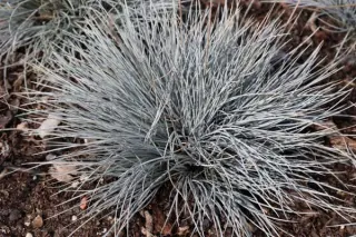 Festuca cinerea 'Silberreiher'