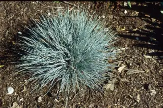 Festuca cinerea 'Zwergenkönig'
