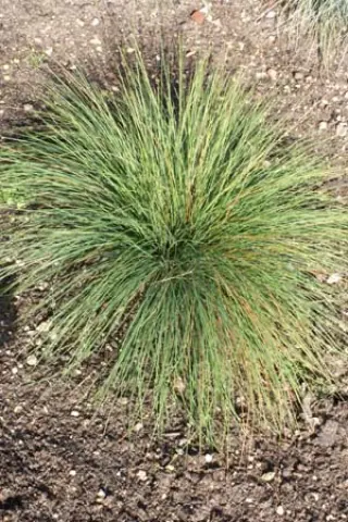 Festuca tatrae