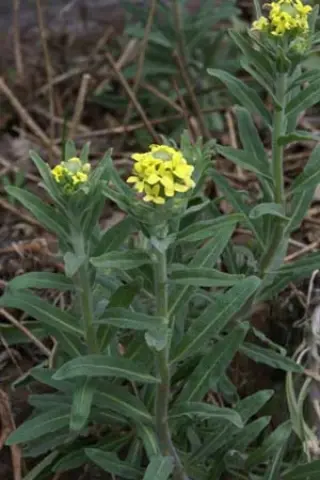 Fibigia clypeata