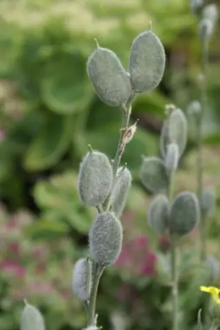Fibigia clypeata