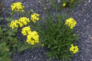 Fibigia eriocarpa