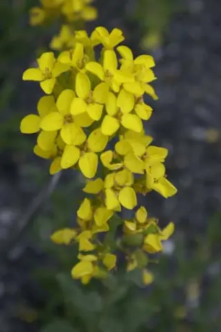 Fibigia eriocarpa