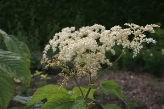 Filipendula camtschatica