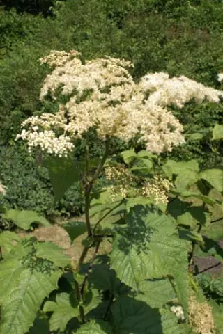 Filipendula camtschatica