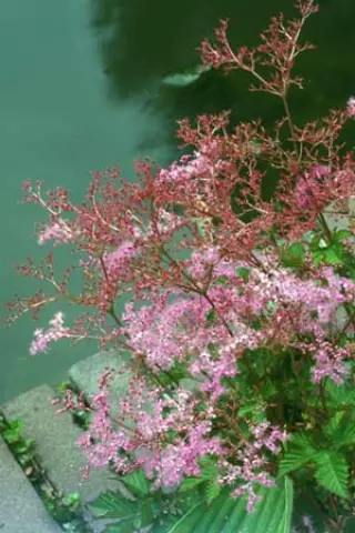 Filipendula 'Kahome'