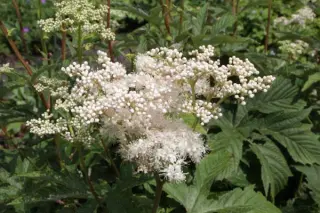 Filipendula koreana