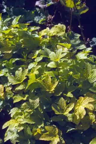 Filipendula ulmaria 'Aurea'