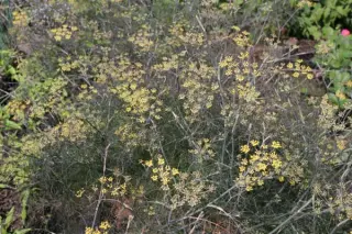 Foeniculum vulgare 'Purpureum'