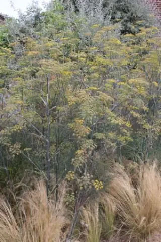 Foeniculum vulgare 'Purpureum'