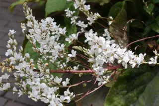 Francoa ramosa
