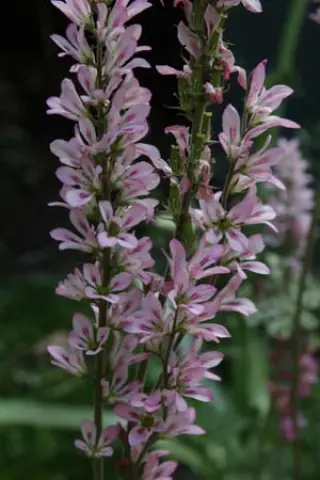 Francoa sonchifolia 'Cally Dwarf Purple'