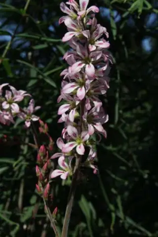 Francoa sonchifolia 'Pink Giant'