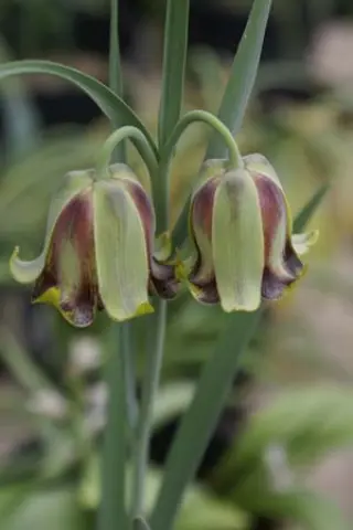 Fritillaria acmopetala