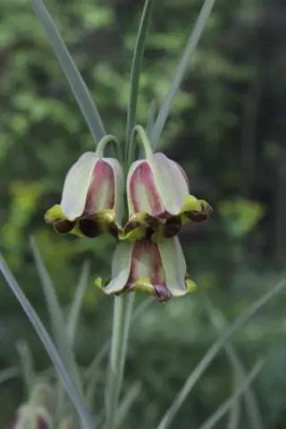 Fritillaria acmopetala