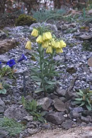Fritillaria pallidiflora