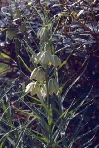 Fritillaria verticillata