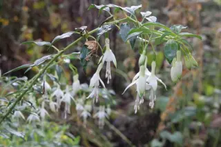Fuchsia 'Dying Embers'