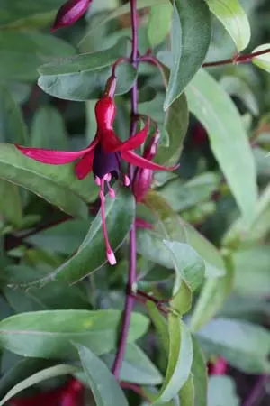 Fuchsia 'Dying Embers'