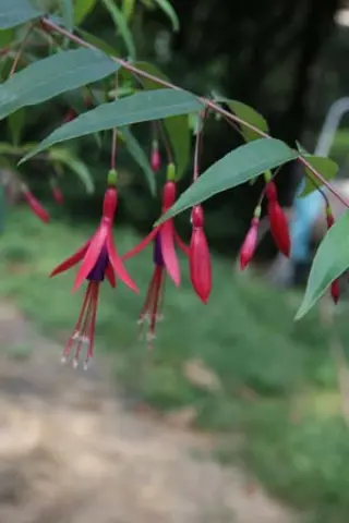 Fuchsia hatschbachii