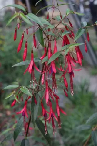 Fuchsia hatschbachii